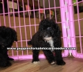 Beautiful Black Toy Poodle puppies for sale near Atlanta, Beautiful Black Toy Poodle puppies for sale in Ga, Beautiful Black Toy Poodle puppies for sale in Georgia
