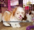 Pretty Shih Tzu Puppies For Sale, Georgia, Local Breeders, Gwinnett County, Georgia, Atlanta, Ga,
