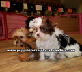 Party Color Morkie puppies for sale near Atlanta, Party Color Morkie puppies for sale in Ga, Party Color Morkie puppies for sale in Georgia