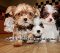 Party Color Morkie Puppies For Sale, Georgia, Local Breeders, Gwinnett County, Georgia, Atlanta, Ga,