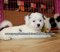 Black and White Teddy Bear puppies for sale near Atlanta, Black and White Teddy Bear puppies for sale in Ga, Black and White Teddy Bear puppies for sale in Georgia