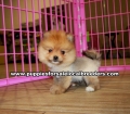 Red and Cream Pomeranian puppies for sale near Atlanta, Red and Cream Pomeranian puppies for sale in Ga, Red and Cream Pomeranian puppies for sale in Georgia