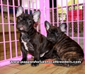 Brindle French Bulldog puppies for sale near Atlanta, Brindle French Bulldog puppies for sale in Ga, Brindle French Bulldog puppies for sale in Georgia