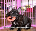 Brindle French Bulldog puppies for sale near Atlanta, Brindle French Bulldog puppies for sale in Ga, Brindle French Bulldog puppies for sale in Georgia