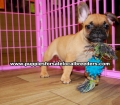 Fawn French Bulldog puppies for sale near Atlanta, Fawn French Bulldog puppies for sale in Ga, Fawn French Bulldog puppies for sale in Georgia