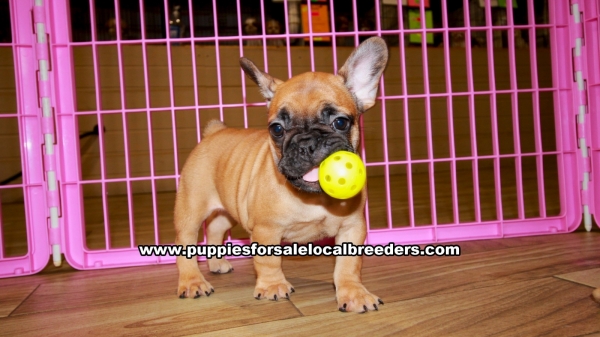 Puppies For Sale Local Breeders Fawn French Bulldog Puppies For Sale Georgia Local Breeders Gwinnett County Ga At Lawrenceville Puppies For Sale Local Breeders