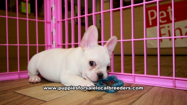 Puppies For Sale Local Breeders White French Bulldog