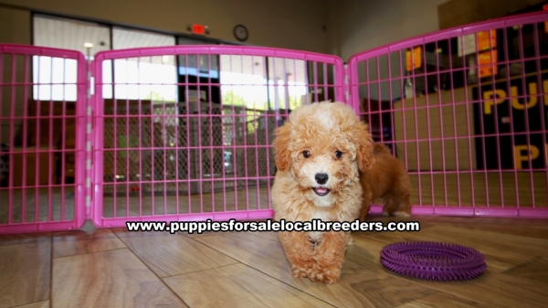 Puppies For Sale Local Breeders Red Toy Poodle Puppies For