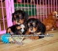 Cavalier King Charles Spaniel puppies for sale near Atlanta, Cavalier King Charles Spaniel puppies for sale in Ga, Cavalier King Charles Spaniel puppies for sale in Georgia