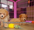 Aprticot Toy Poodle Puppies For Sale, Georgia, Local Breeders, Gwinnett County, Georgia, Atlanta, Ga,