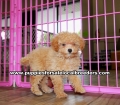 Toy Poodle puppies for sale near Atlanta, Toy Poodle puppies for sale in Ga, Toy Poodle puppies for sale in Georgia