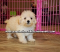 White Toy Poodle Puppies For Sale, Georgia, Local Breeders, Gwinnett County, Georgia, Atlanta, Ga,