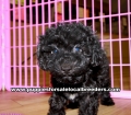 Black Toy Poodle Puppies For Sale, Georgia, Local Breeders, Gwinnett County, Georgia, Atlanta, Ga,