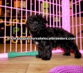 Toy Poodle puppies for sale near Atlanta, Toy Poodle puppies for sale in Ga, Toy Poodle puppies for sale in Georgiam