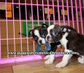 Boston Terrier Puppies For Sale Georgia