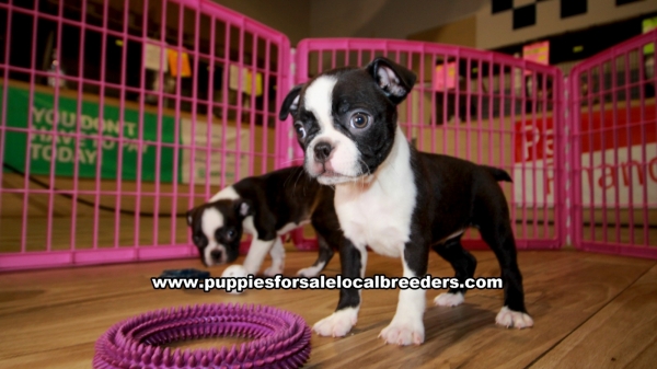 Boston Terrier Puppies For Sale In Ga Craigslist