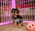 Teacup Toy Yorkie Puppies For Sale near Columbus, Ga