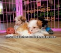 Shih Tzu Puppies For Sale Georgia