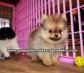 Pomeranian Puppies For Sale Georgia