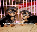 Yorkie Poo Puppies For Sale Georgia