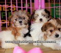 Morkie Puppies For Sale Ga