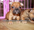 Red Fawn French Bulldog Puppies For Sale Georgia