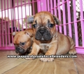Red Fawn French Bulldog Puppies For Sale Georgia