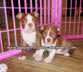 Red Boston Terrier Puppies For Sale Georgia