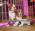 Red Boston Terrier Puppies For Sale Georgia