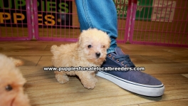 Apricot Toy Poodle Puppies For Sale Georgia