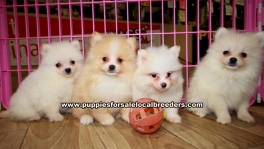 Pomeranian Puppies for sale Atlanta