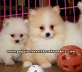 Pomeranian Puppies for sale Atlanta
