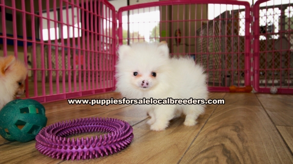 pomeranian puppies for