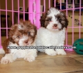 Chocolate and White Shih Poo Puppies For Sale Georgia