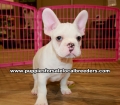 White French Bulldog Puppies For Sale Georgia