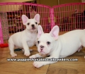 White French Bulldog Puppies For Sale Georgia