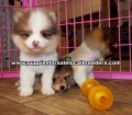 Small Pomeranian Puppies For Sale Georgia