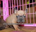 Blue Fawn French Bulldog Puppies For Sale Georgia