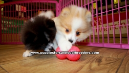 Pomeranian Puppies For Sale Georgia