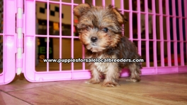Gold Yorkie Puppies For Sale Georgia