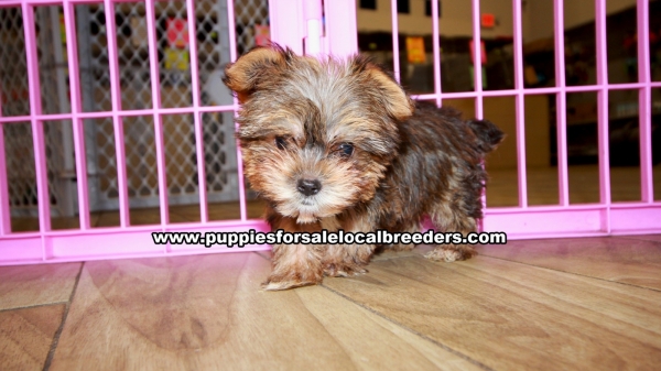 Gold Yorkie Puppies For Sale at Lawrenceville