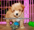 Red Pomapoo Puppies For Sale Georgia