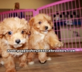 Red Pomapoo Puppies For Sale Georgia