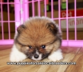 Pomeranian Puppies for sale Ga