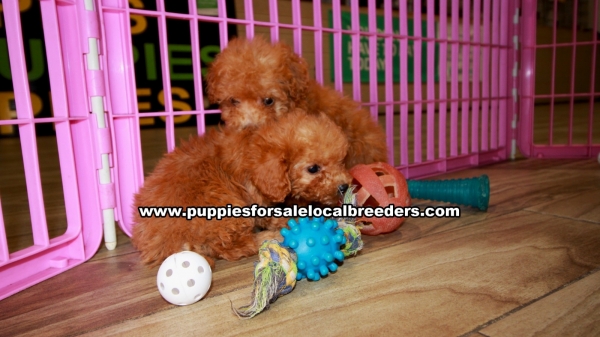 Puppies For Sale Local Breeders Red Toy Poodle Puppies For