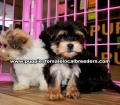 Morkie Puppies For Sale Georgia