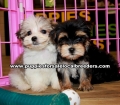 Morkie Puppies for sale Atlanta