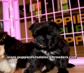Morkie Puppies For Sale Georgia