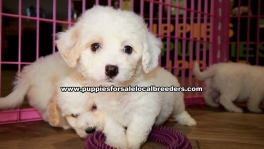 White Cavachon Puppies For Sale Georgia