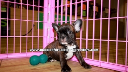 Brindle French Bulldog Puppies For Sale Georgia Atlanta